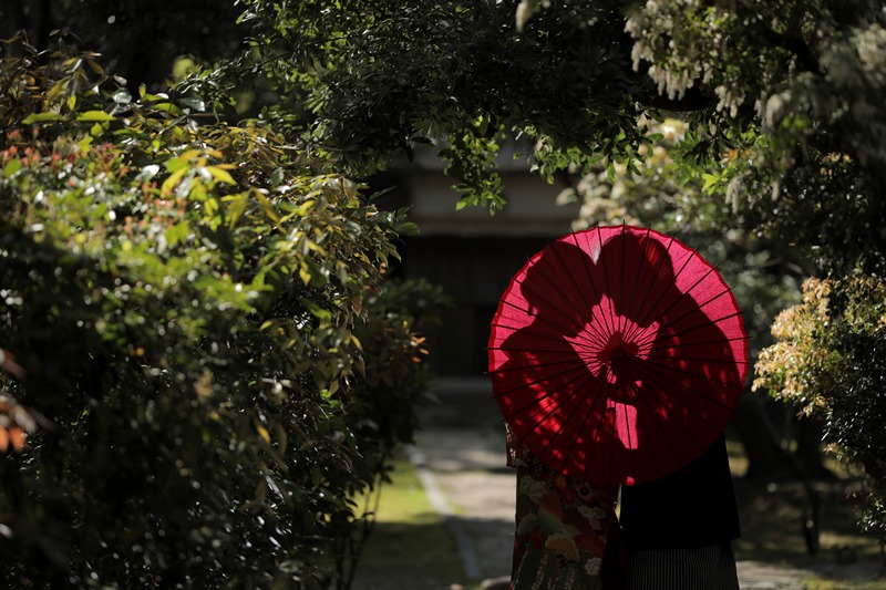 赤い和傘で顔を隠して寄り添う色打掛の花嫁と紋付袴の新郎。緑を背景にした和装フォトウェディング