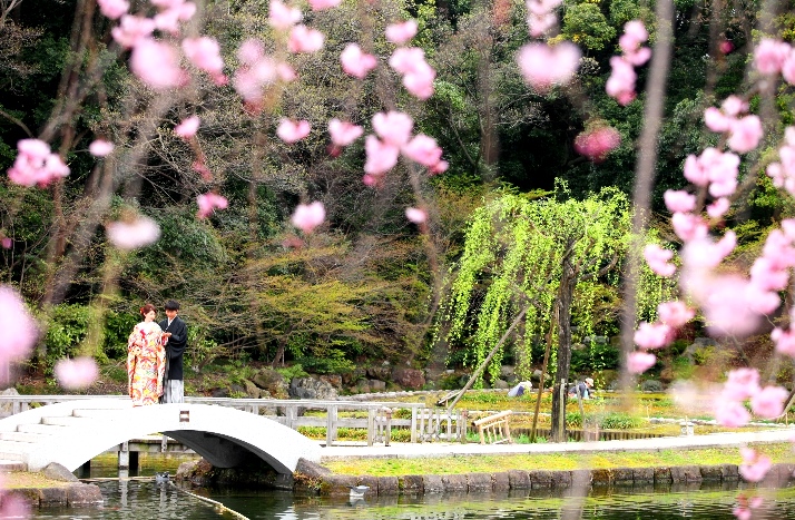 桜と柳に囲まれた石橋の上に立つ和装の新郎新婦。春の徳川園で撮るロケーションフォト