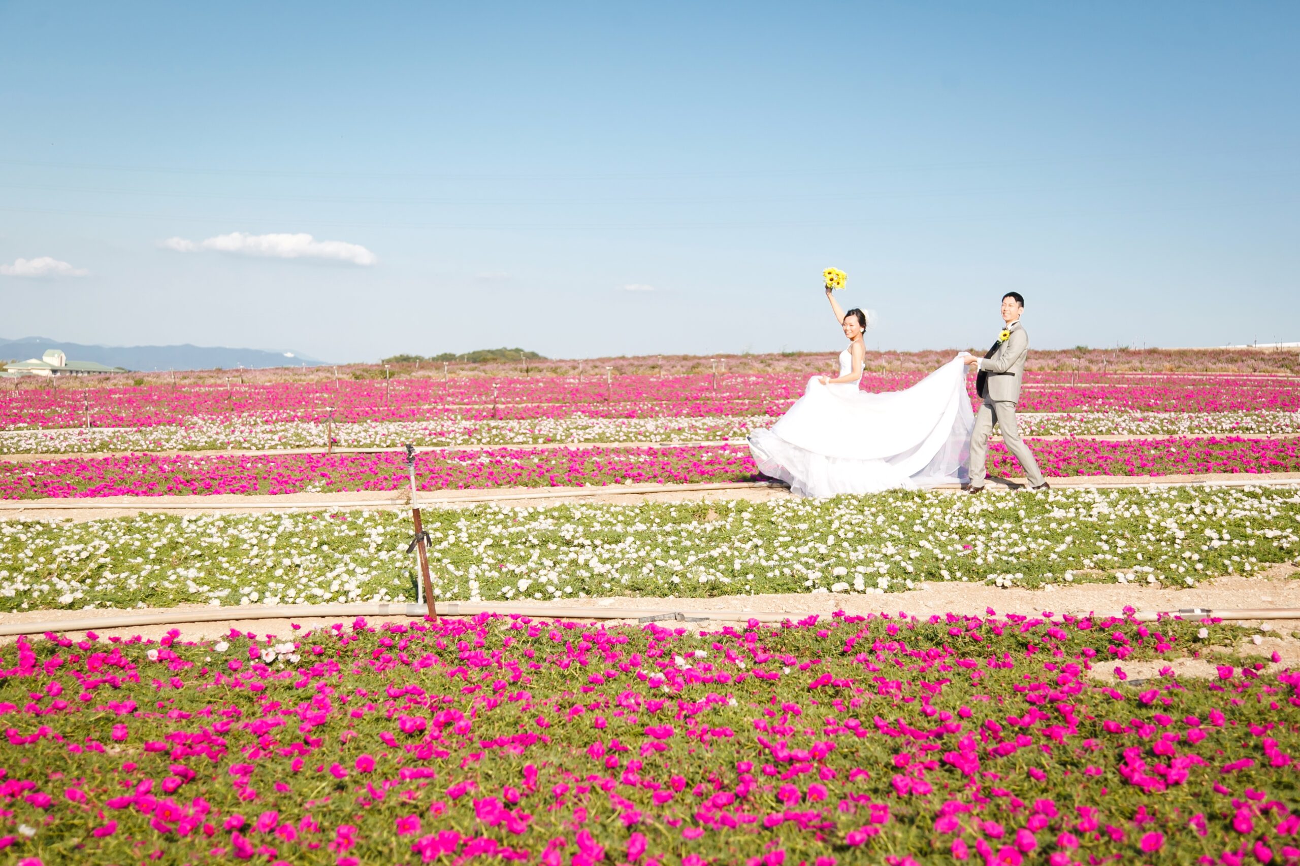 花ひろばで一面お花のお写真