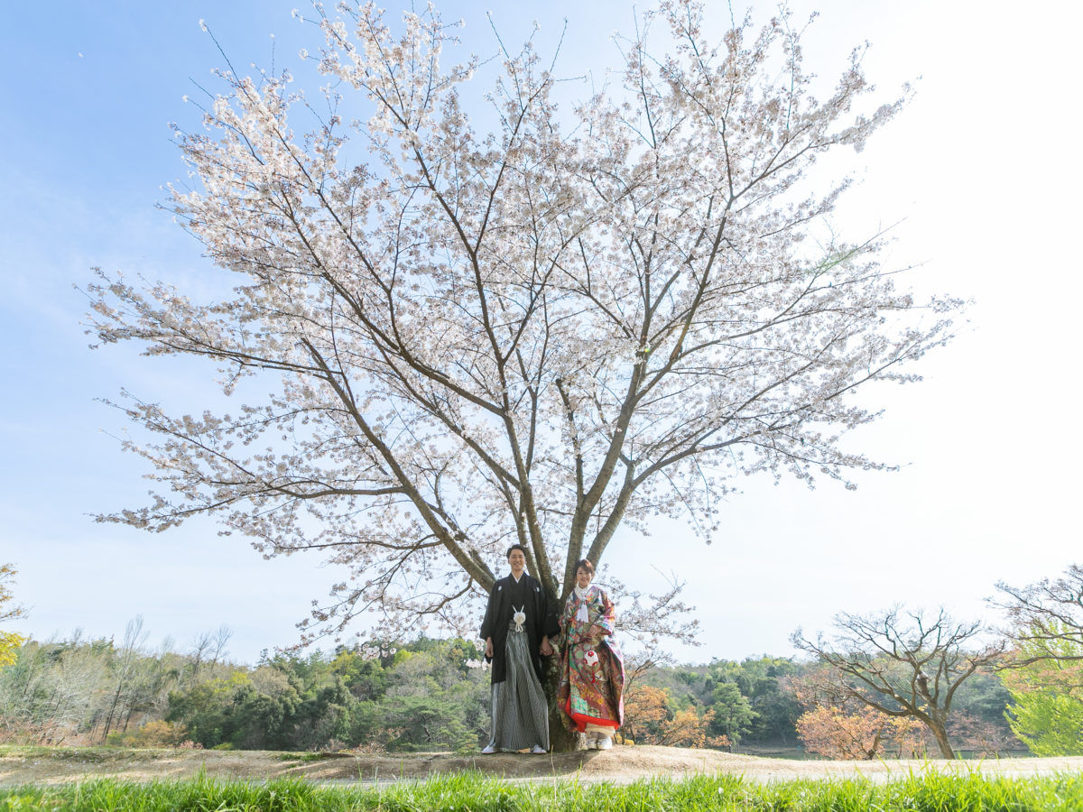 春の桜と香流亭の茶室を背景にした和装前撮り