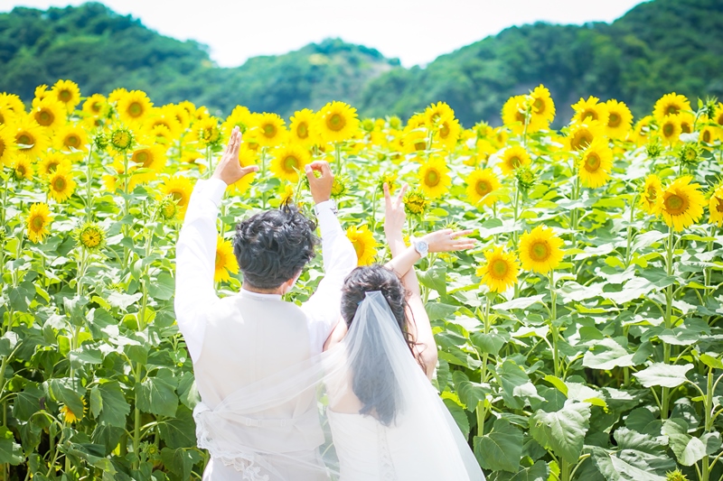 ひまわり畑の一本道を歩く洋装カップルのバックショット