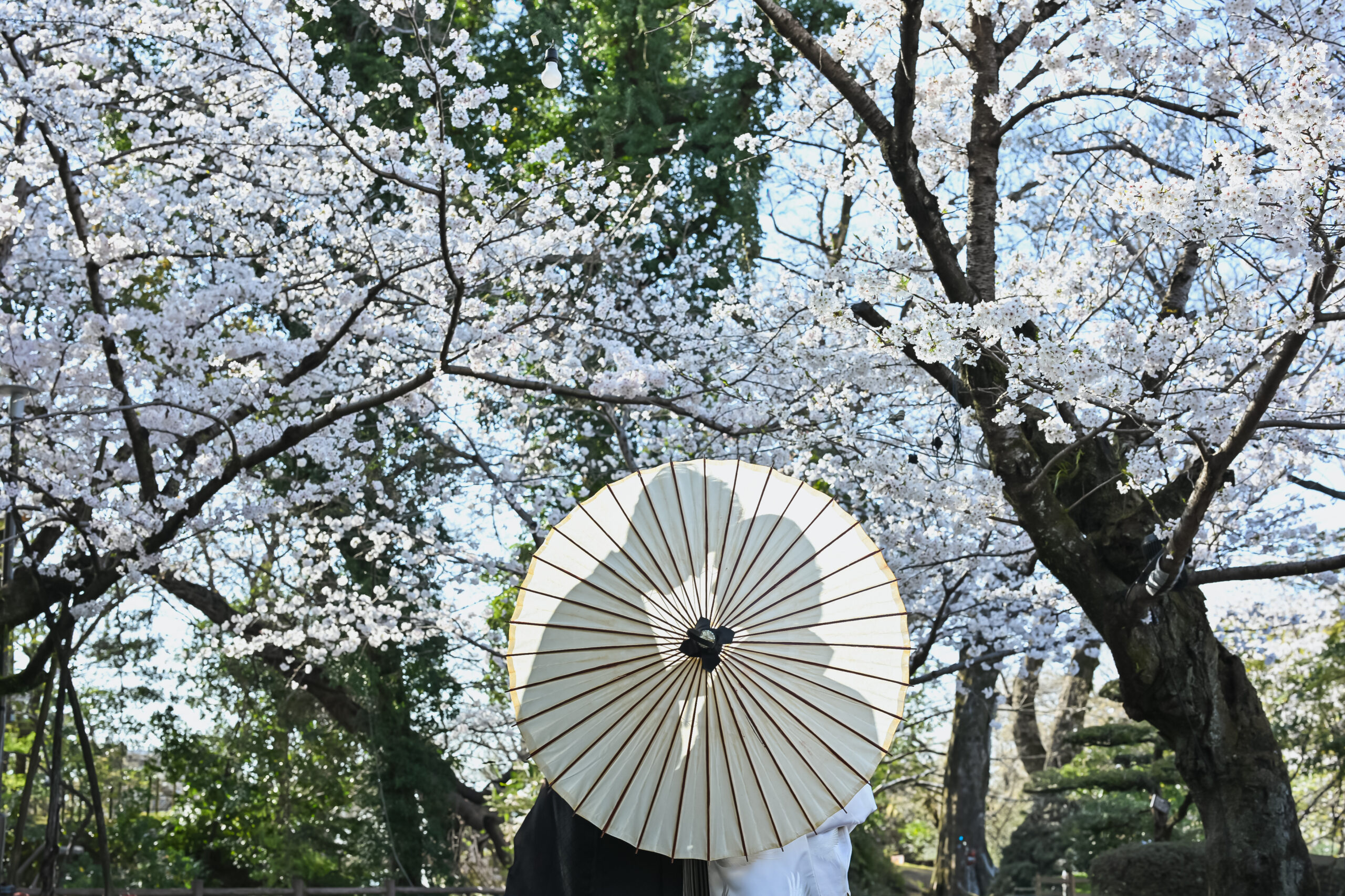 岡崎城公園を並んで歩く和装姿のカップルの後ろ姿